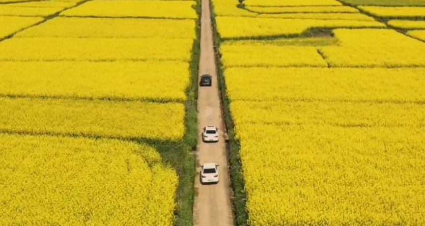 春满花田，一赏美好，不负好时光（春游）